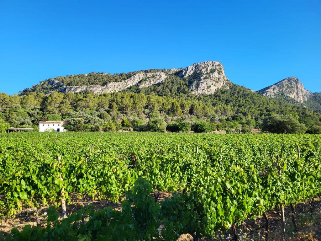 La Gerreria - Vallem Properties - 2