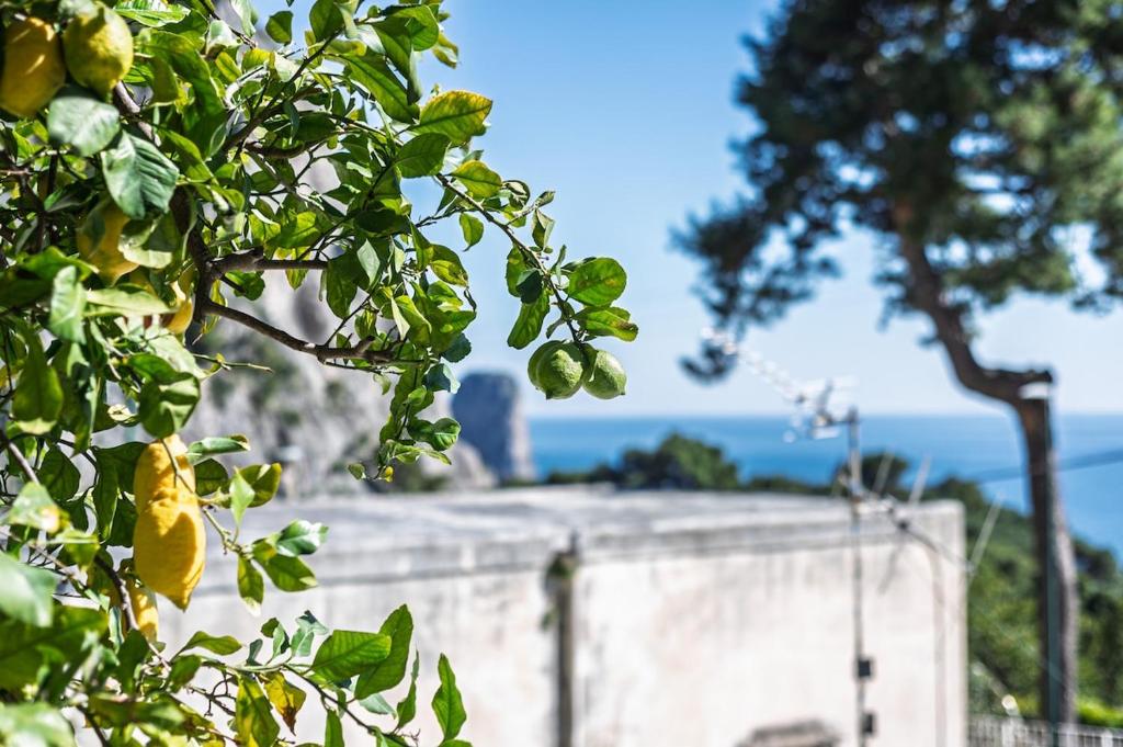 Stanza panoramica in Villa Argentina, Capri