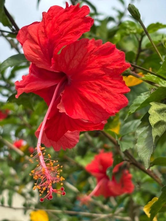 studio sympa, Port-Louis