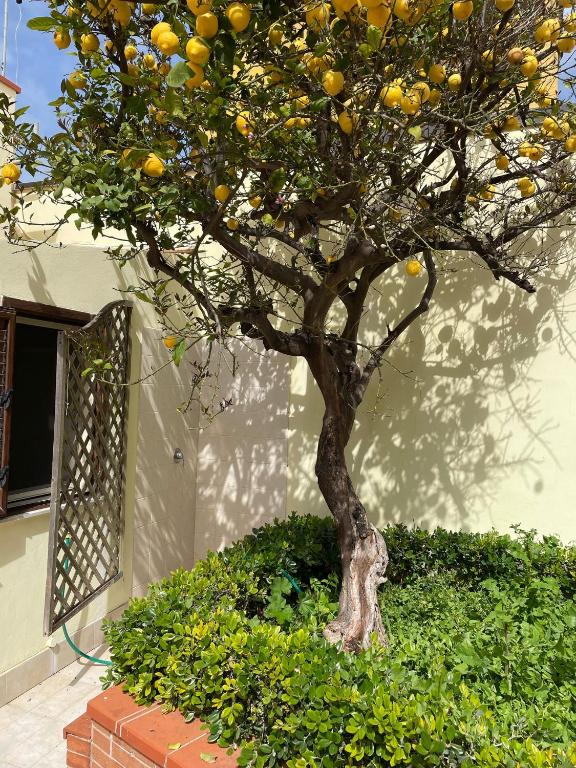 Casa Lime - 3