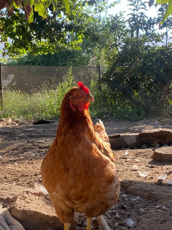 Alojamiento en Casa Rural - 5