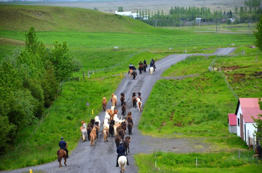 Horseback riding