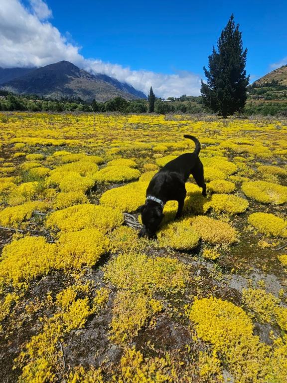 Peak to Pad in 25 Minutes, Queenstown