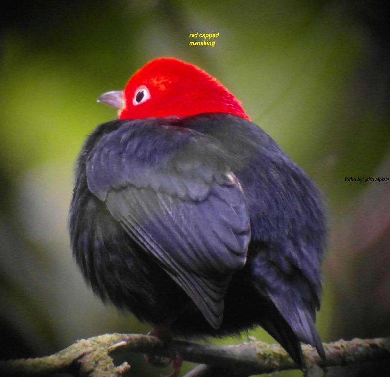 Danta Corcovado Lodge photo