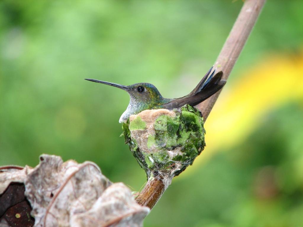 Danta Corcovado Lodge photo