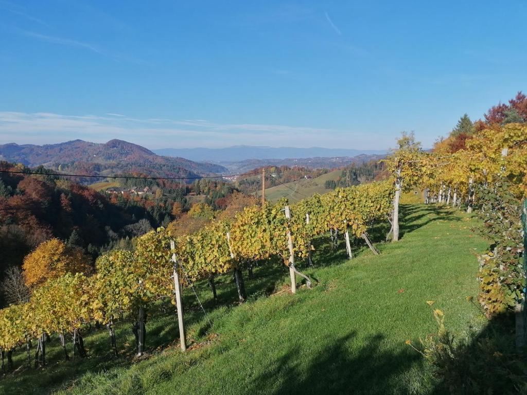 Ferienwohnungen Kumpitsch am Poharnigberg - Eorykogel - 5