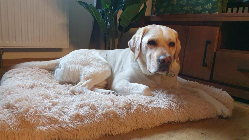 Stay Zen Holz & Hirsch Loft - Parkplatz und Hund - 3