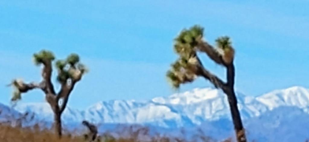 The Yurt at Tribal Camp, Joshua Tree