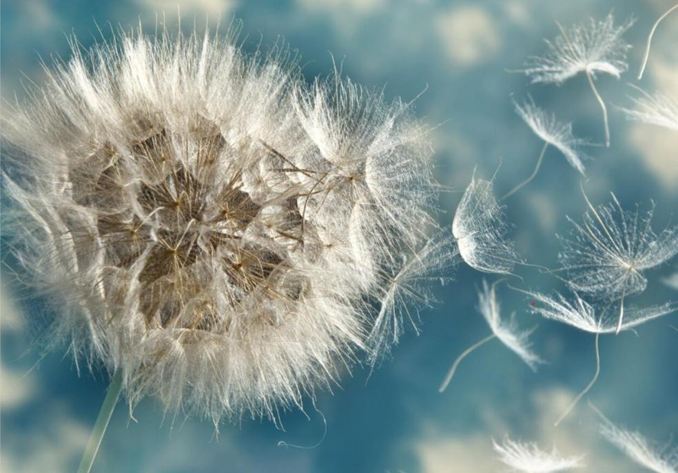 Pitypang Apartman, Balatonfüred