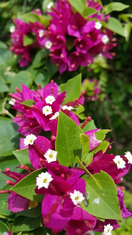 tuin
