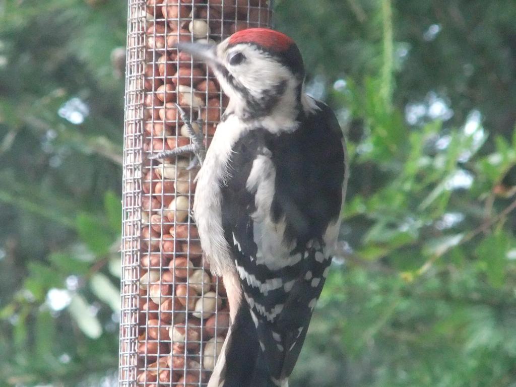 Foyers Roost photo