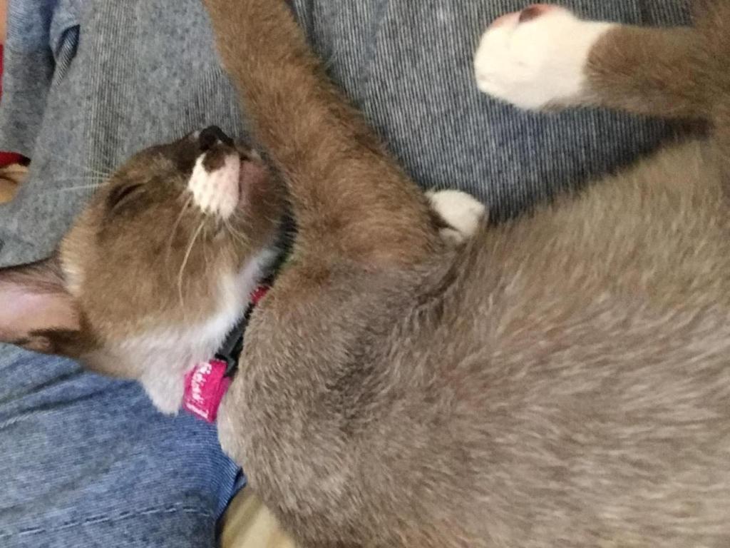 ล็อบบี้