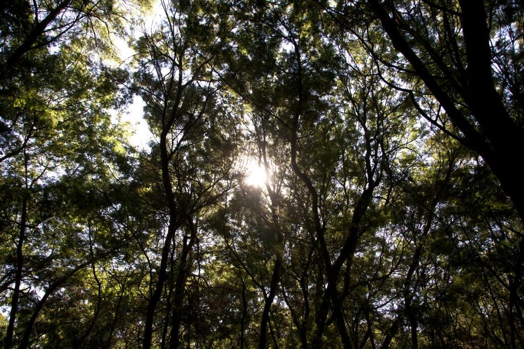 Ingaadi의 아름다운 정원 또는 수영장 전경