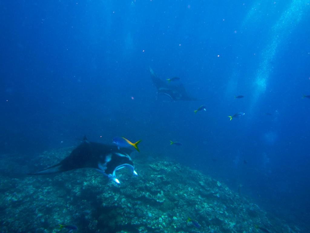 Attività