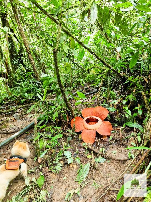 Surrounding environment