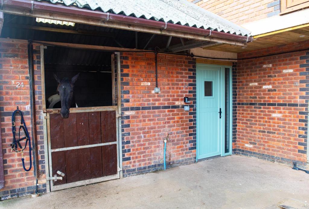 Sleep next to a Horse in a stable by the city ! photo 7