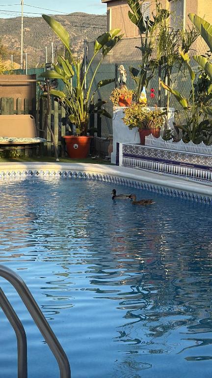 Casa Rural a 4km de Murcia con piscina y spa caliente - 3