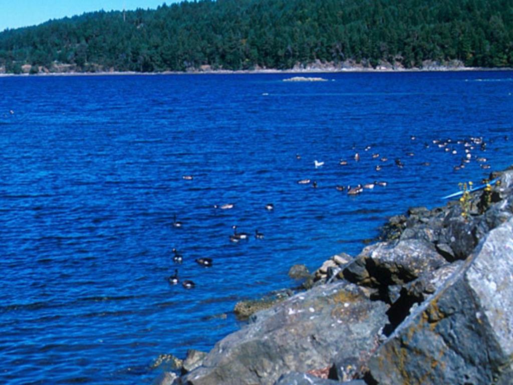 Stop renting, Nanoose Bay