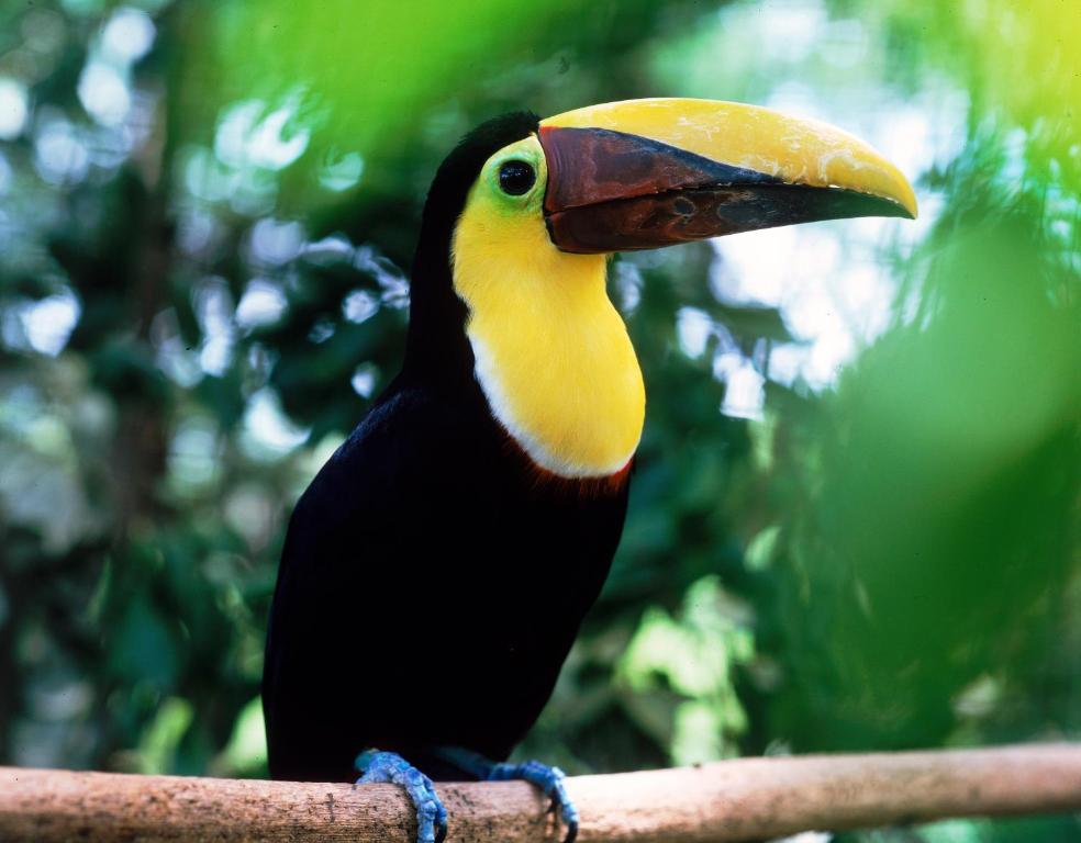 Congo Bongo EcoVillage Costa Rica photo