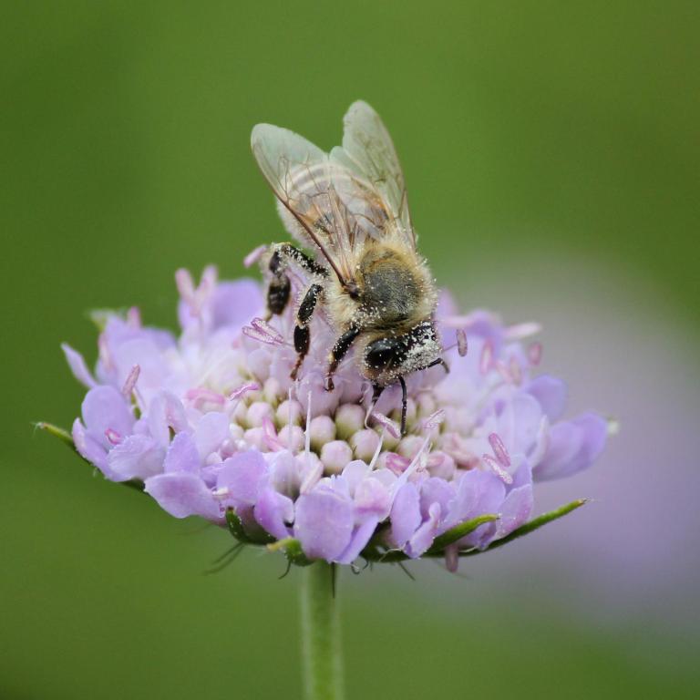 Sunny Village - Wild Goat apartments - 5