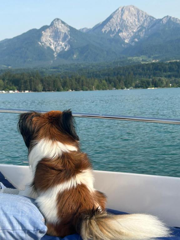 Fewos Wuzella Faaker See - 5