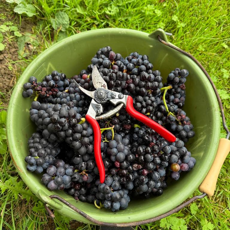 アクティビティ