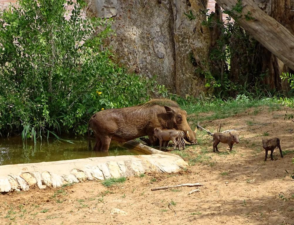 Emhosheni River Lodge photo