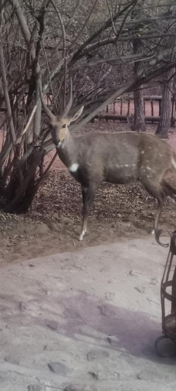 Nerina 662, Leeupoort