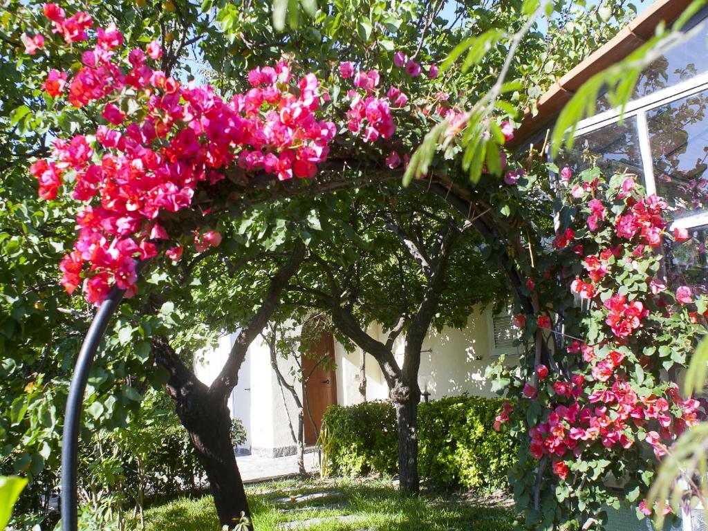 Hotel La Pergola Ischia Hotel La Pergola Ischia