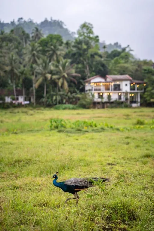 Wildlife Kingdom - Deniyaya Sinharaja, hotel in Deniyaya
