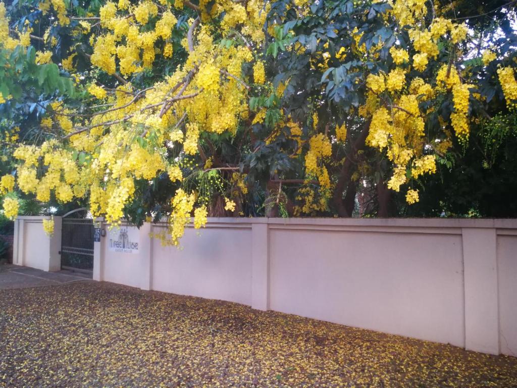 Tree Aloe Guest House, Potgietersrus