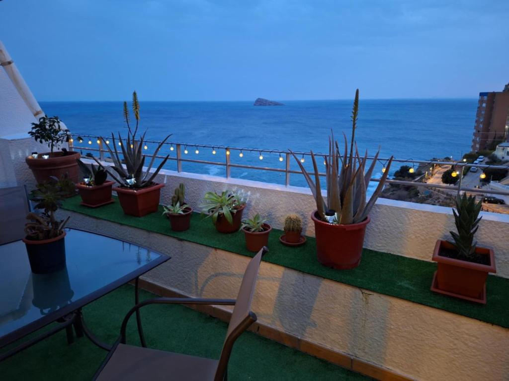 Observador de delfines, Benidorm