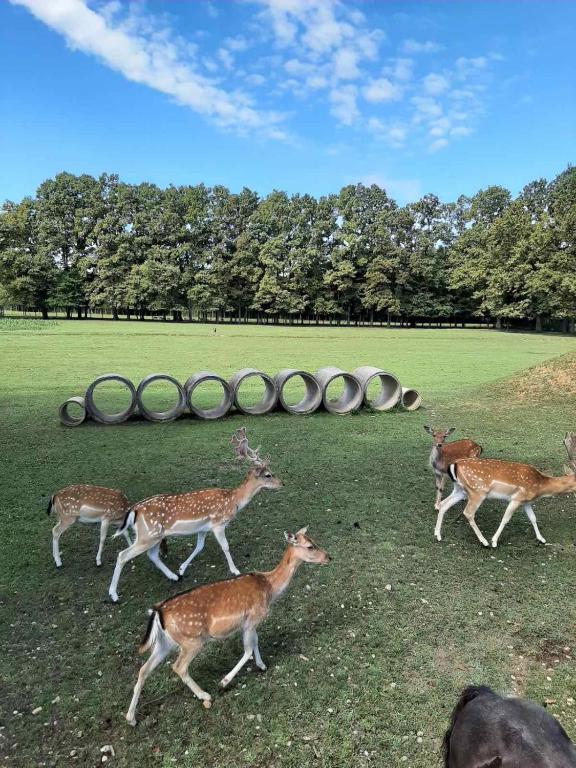 Camping Stevin ranc, Bosanska Dubica