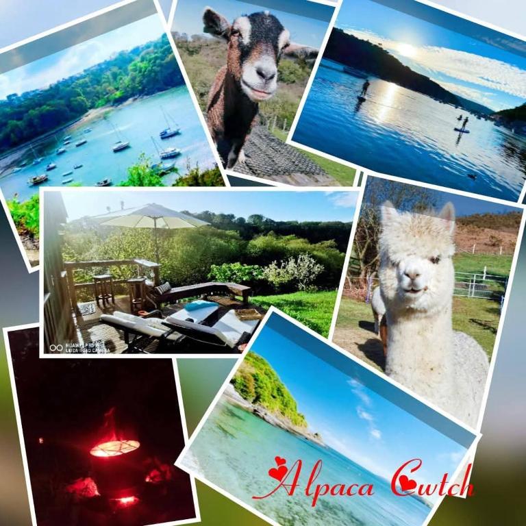 Alpaca Cwtch - Pembrokeshire, West Wales, Fishguard