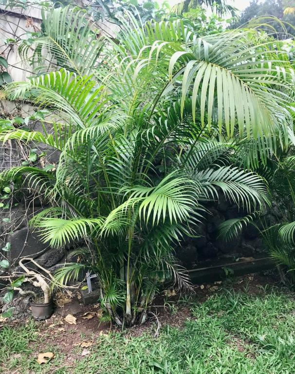 Studio Kumbaya, Faaa