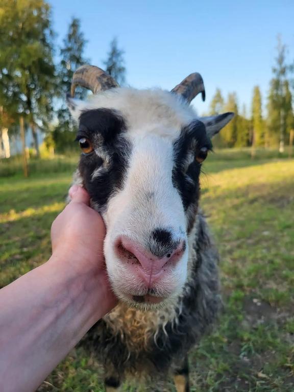 Metsolan Maatila, Pakainen