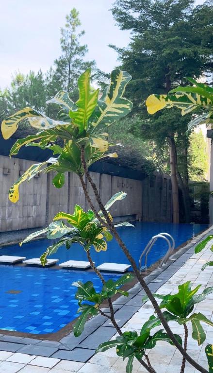 Swimmingpool
