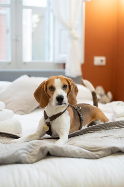 Gli amori di Carolina- Pet Friendly Apartment - Palazzo Carolina - 3