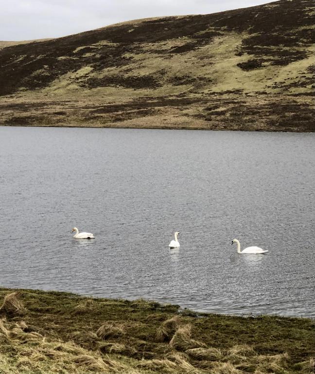 Scalloway Caravan Park, Scalloway