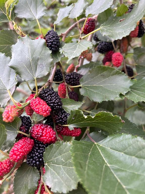 อาหารและเครื่องดื่ม