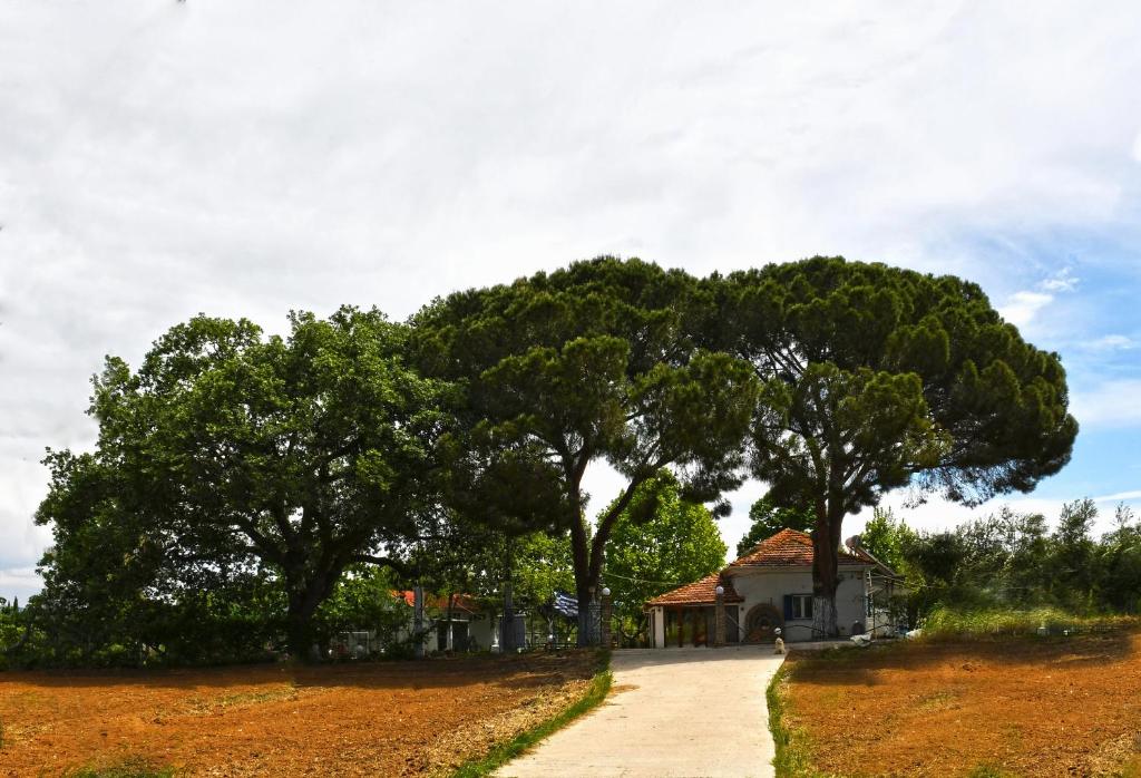 The Ranch of Ancient Ilida, Kourouta