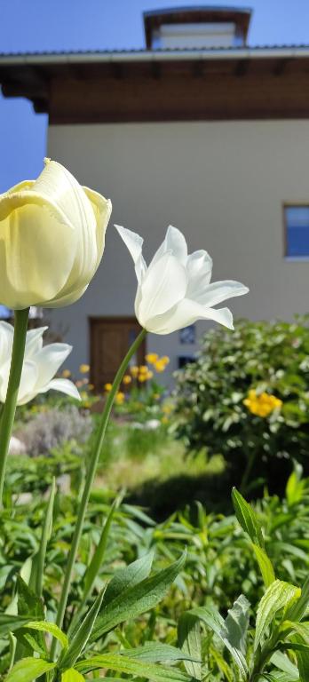 Apartment Telser, Lasa