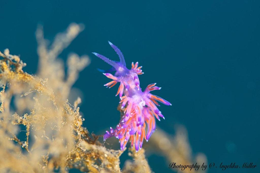 スポーツ/アクティビティ