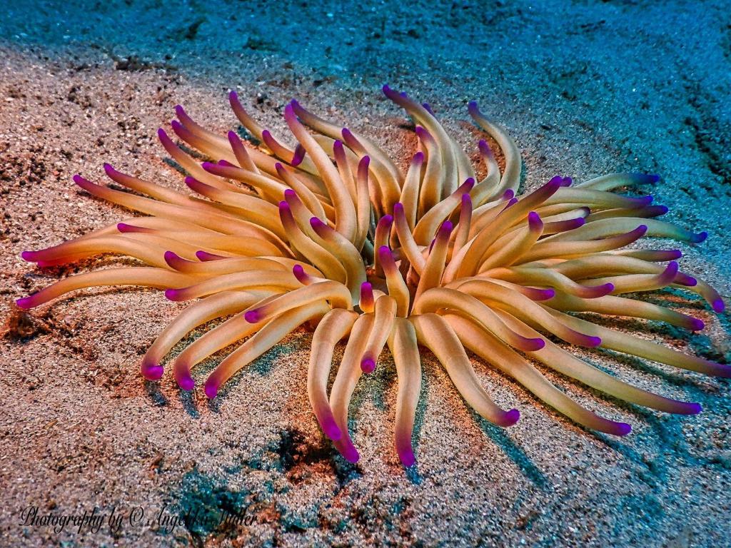 スポーツ/アクティビティ