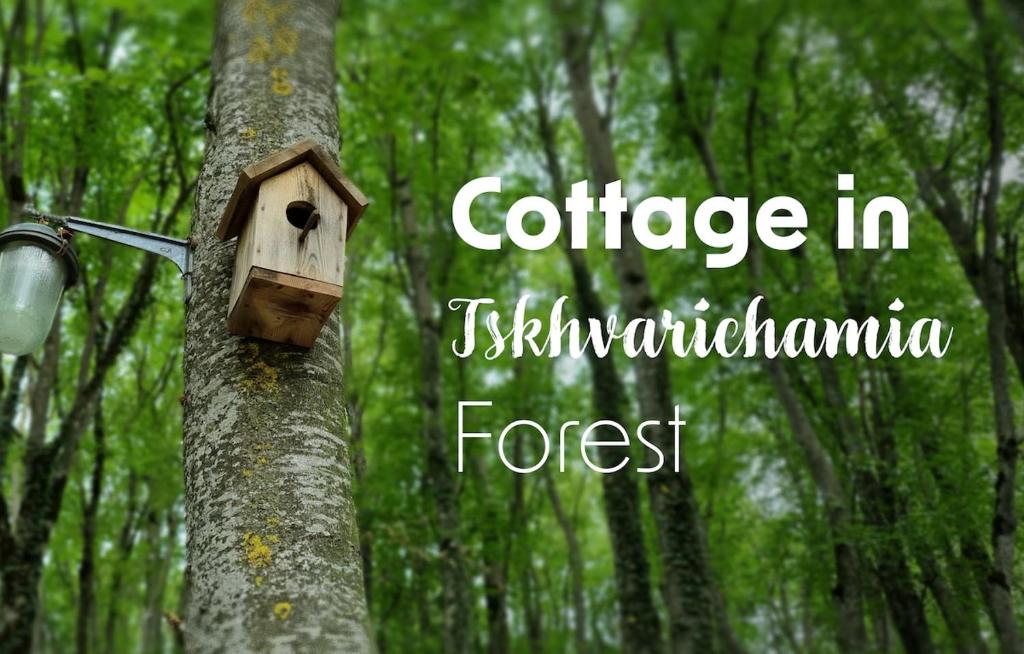 Cottage in Tskhvarichamia forest, Mccheta