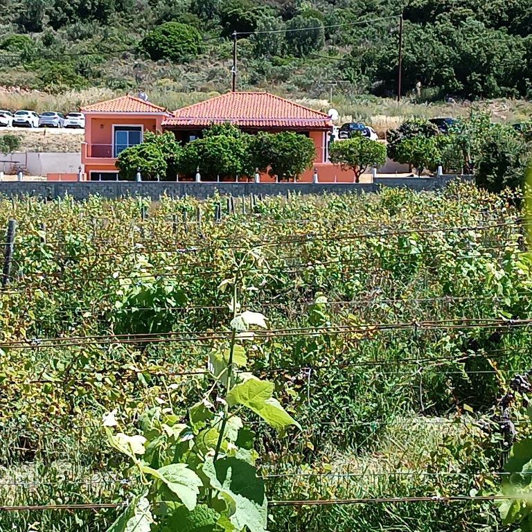 Private villa , 5 min drive from the beach, Minia