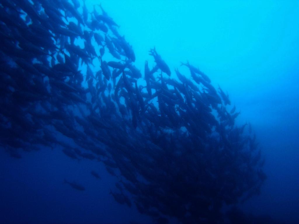 スポーツ/アクティビティ