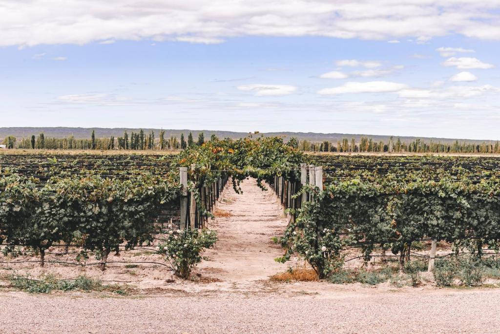 Enlace Wine House - 2