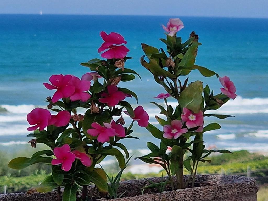 Seafront Apartment, Anzio