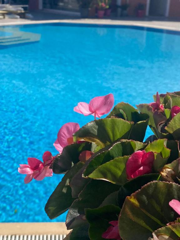 Paradiso Hotel Corfu Sea View Apartments with Pool in Ipsos — Swimming pool in Ypsos, Ionian Islands